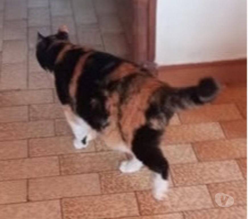 Don animaux Vaucluse Bollene - 84500 - Photos Vivastreet Chat MIMINE à l adoption