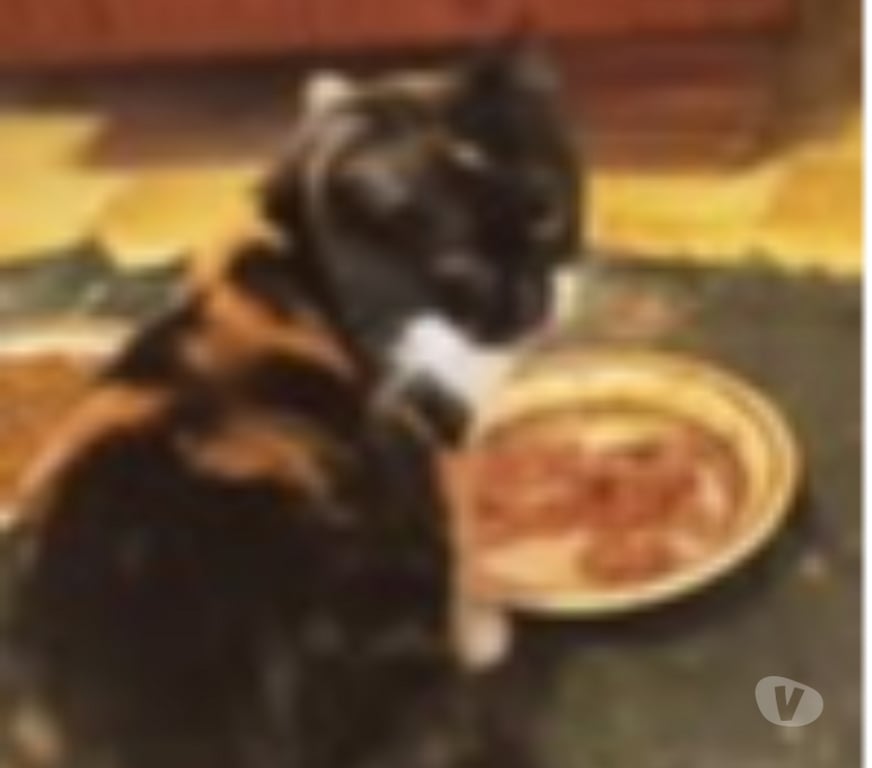 Don animaux Vaucluse Bollene - 84500 - Photos Vivastreet Chat MIMINE à l adoption