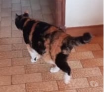 Photos Vivastreet Chat MIMINE à l adoption