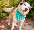 Chien AKELA à l adoption