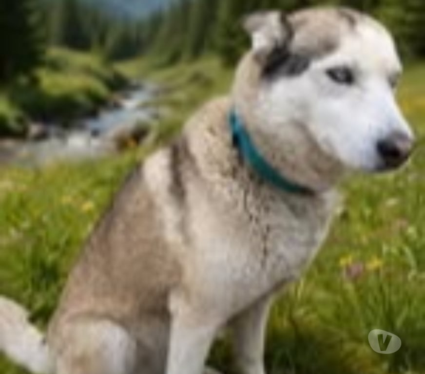 Don animaux Vaucluse Bollene - 84500 - Photos Vivastreet Chien AKELA à l adoption