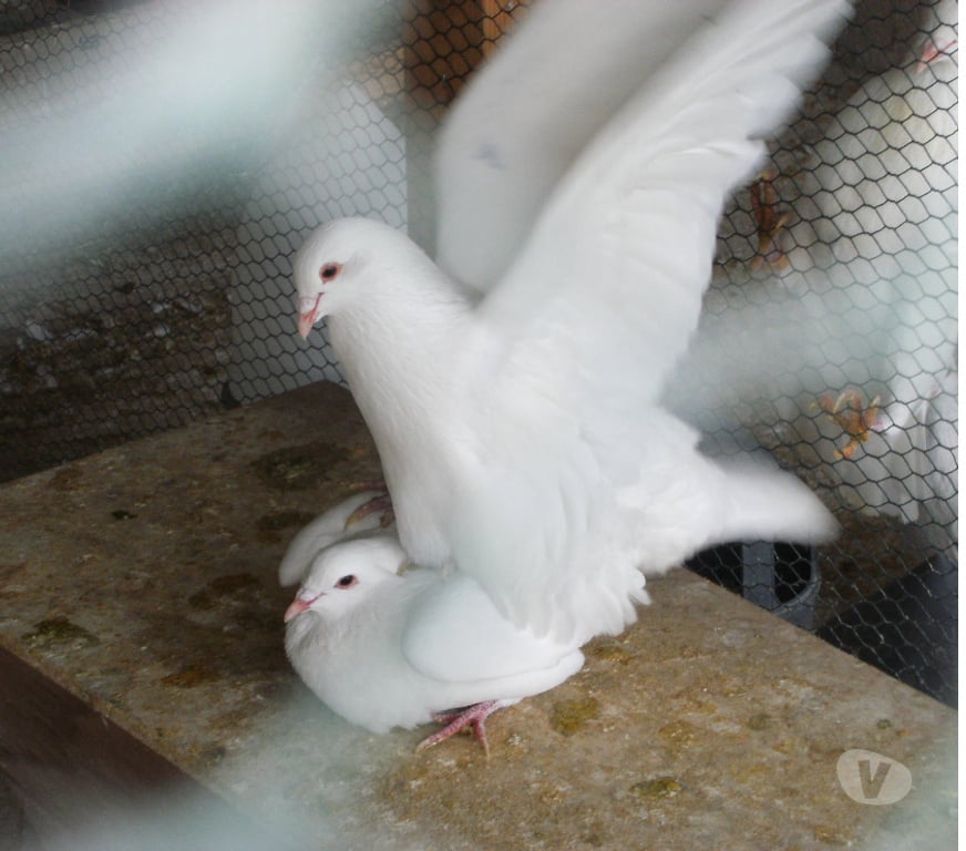 Vente Seine-et-Marne Bagneaux sur Loing - 77167 - Photos Vivastreet Pigeons reproducteurs hubbell blanc
