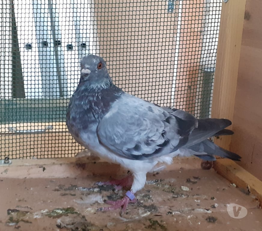 Vente Gironde Bordeaux - Photos Vivastreet COUPLE DE PIGEONS MOSAÏQUES ADULTES