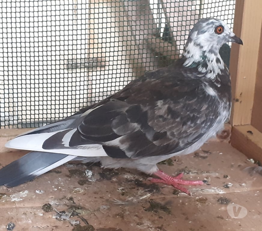 Vente Gironde Bordeaux - Photos Vivastreet COUPLE DE PIGEONS MOSAÏQUES ADULTES