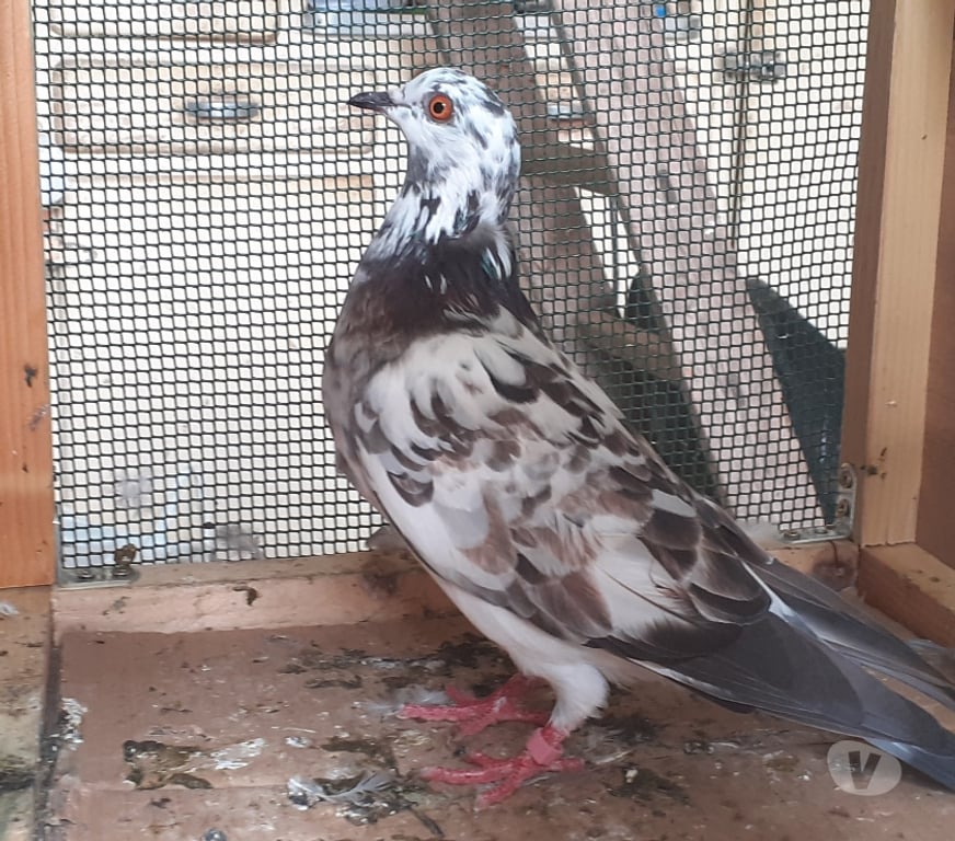 Vente Gironde Bordeaux - Photos Vivastreet COUPLE DE PIGEONS TYPE VOYAGEUR ADULTES