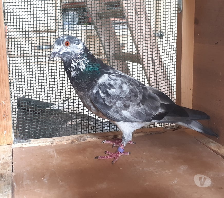 Vente Gironde Bordeaux - Photos Vivastreet COUPLE DE PIGEONS TYPE VOYAGEUR ADULTES