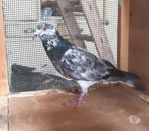 COUPLE DE PIGEONS TYPE VOYAGEUR ADULTES