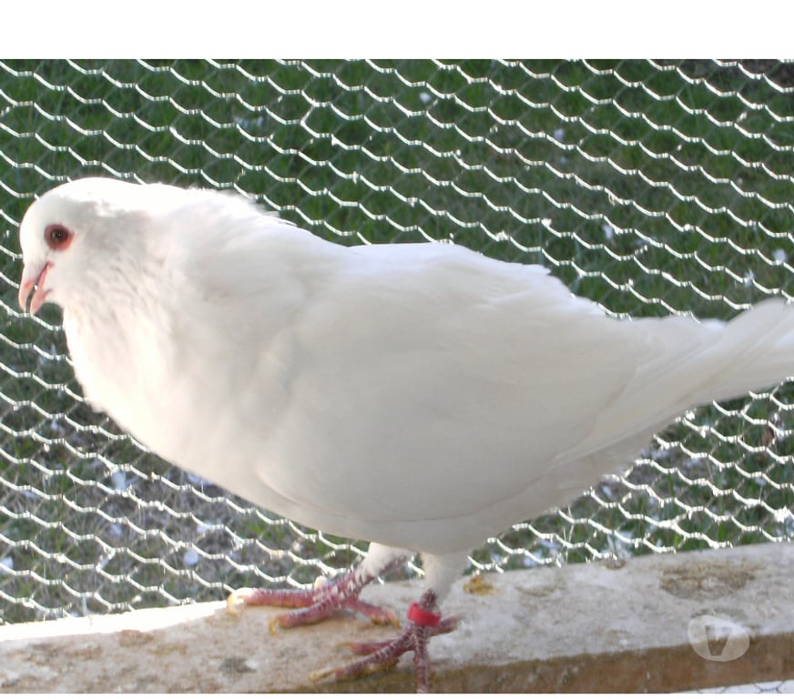 Vente Seine-et-Marne Bagneaux sur Loing - 77167 - Photos Vivastreet Pigeons de chair