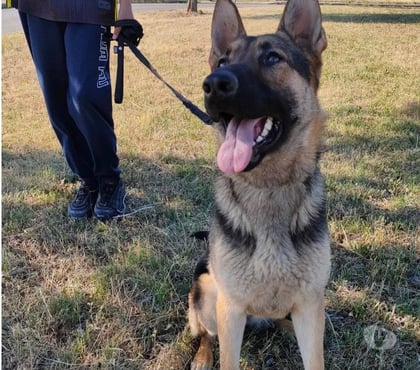 Don animaux Romans sur Isere Drôme - Photos Vivastreet Recherche Famille d’Accueil pour Maïra