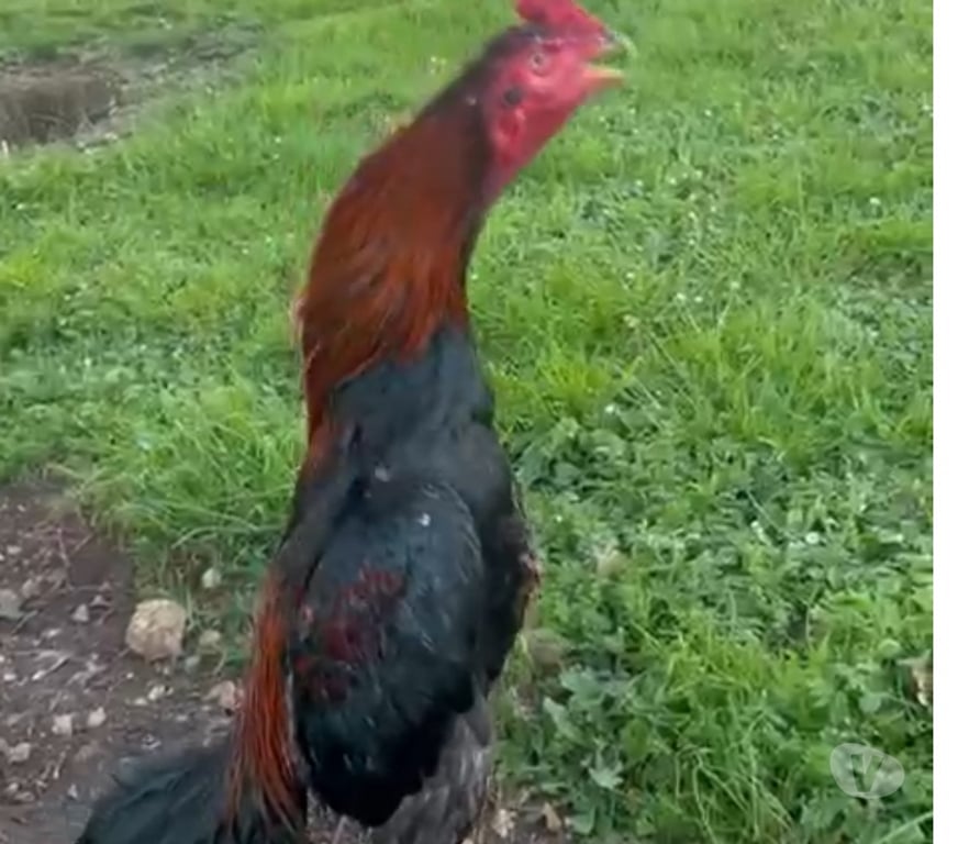 Vente Charente Angouleme - 16000 - Photos Vivastreet Coq de 9mois 3.100