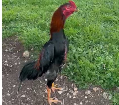 Vente animaux Angouleme Charente - Photos Vivastreet Coq de 9mois 3.100