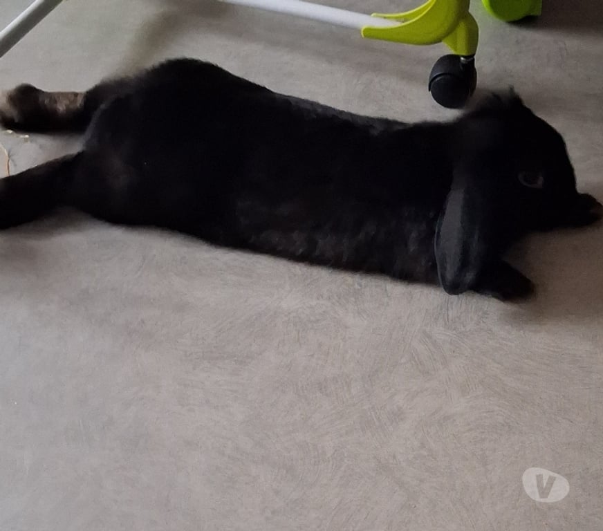 Vente Rhône Lyon - Photos Vivastreet Lapin bélier noir