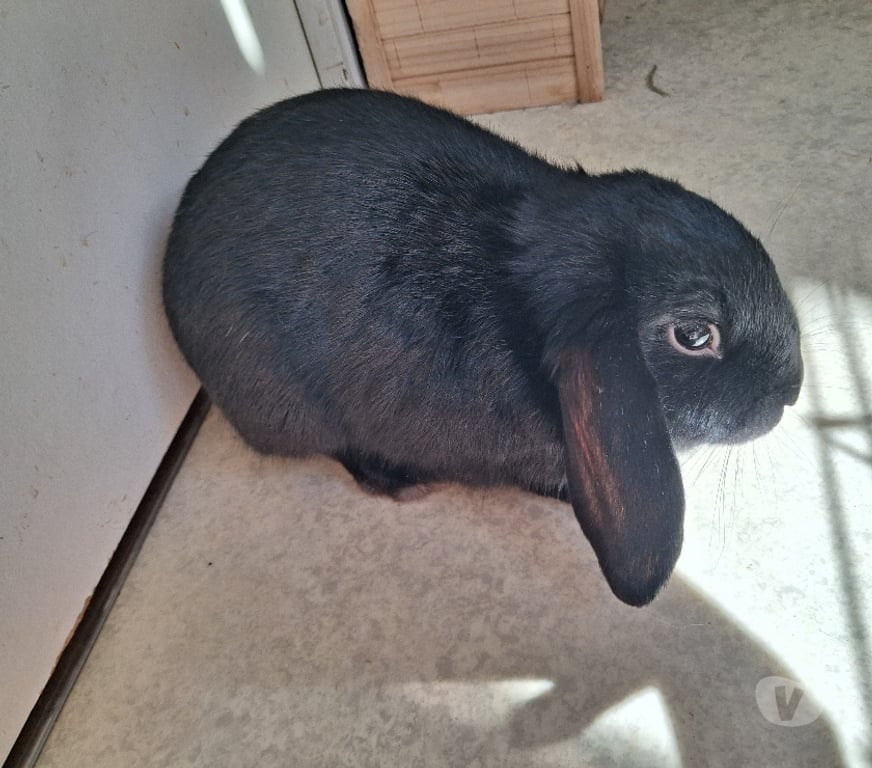 Vente Rhône Lyon - Photos Vivastreet Lapin bélier noir