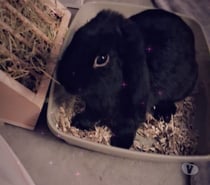 Lapin bélier noir