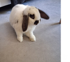 Lapin bélier blanc et marron