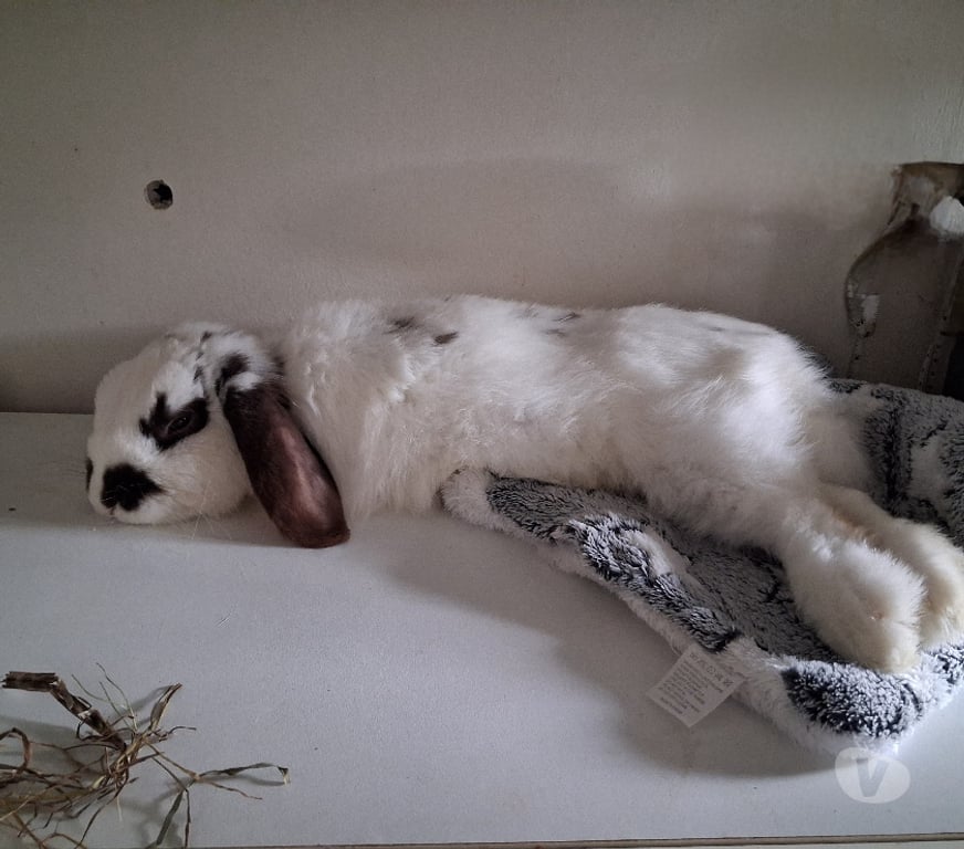 Vente Rhône Lyon - Photos Vivastreet Lapin bélier blanc et marron