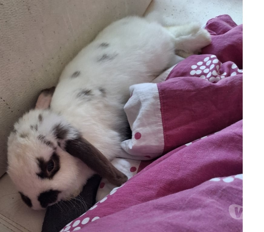 Vente Rhône Lyon - Photos Vivastreet Lapin bélier blanc et marron