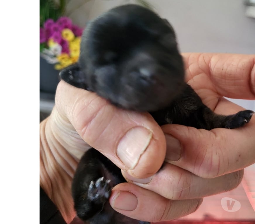 Vente Bouches-du-Rhône Cuges les Pins - 13780 - Photos Vivastreet chihuahuas poils longs