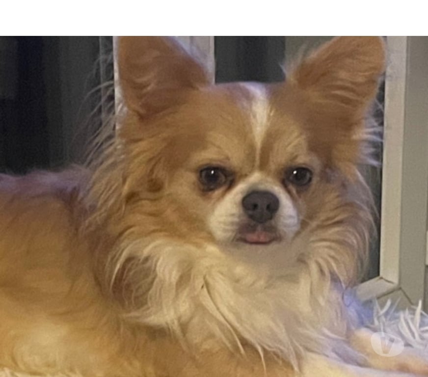 Vente Bouches-du-Rhône Cuges les Pins - 13780 - Photos Vivastreet chihuahuas poils longs