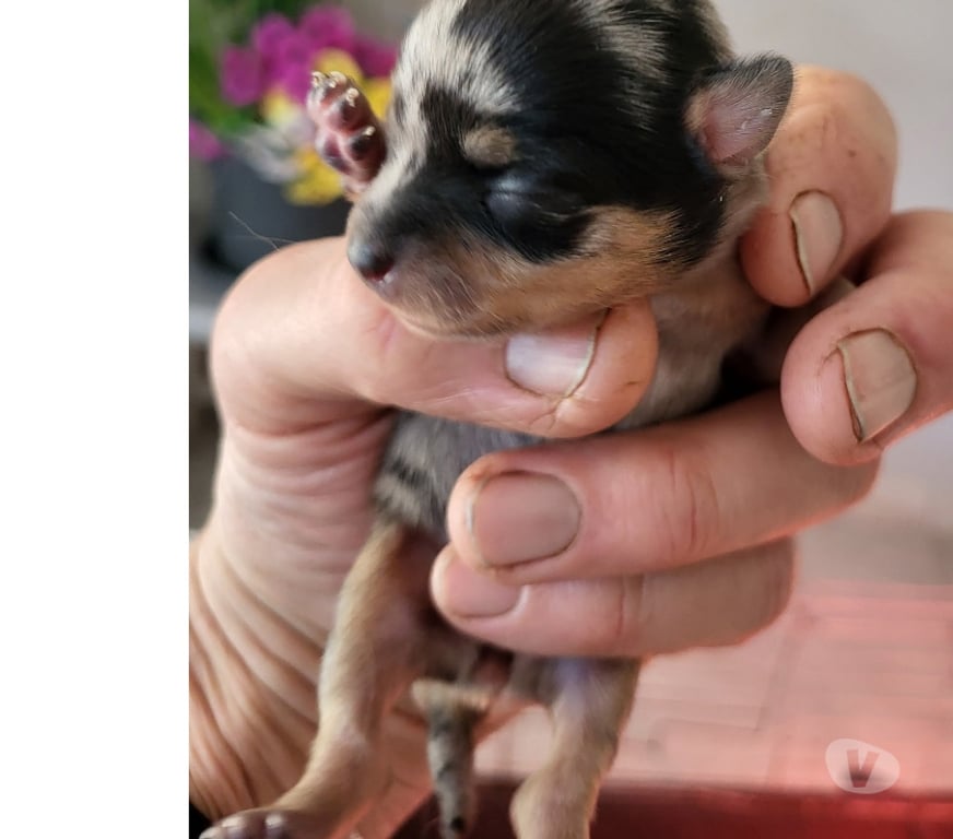 Vente Bouches-du-Rhône Cuges les Pins - 13780 - Photos Vivastreet chihuahuas poils longs