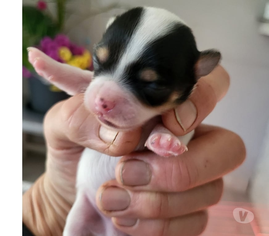 Vente Bouches-du-Rhône Cuges les Pins - 13780 - Photos Vivastreet chihuahuas poils longs