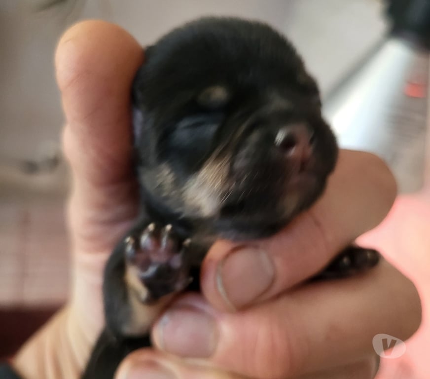 Vente Bouches-du-Rhône Cuges les Pins - 13780 - Photos Vivastreet chihuahuas poils longs