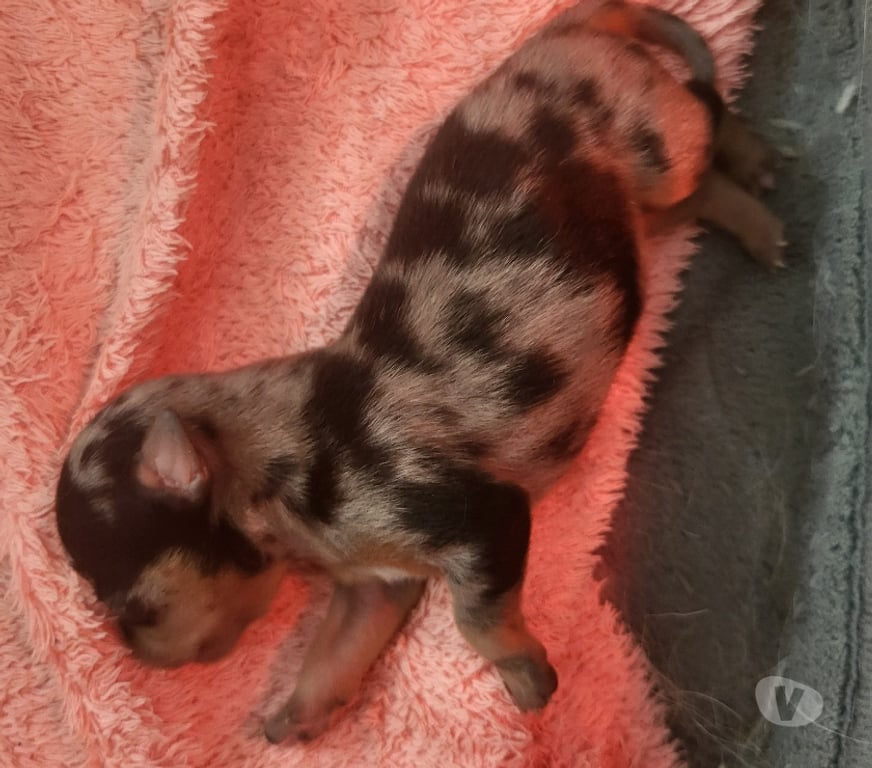 Vente Bouches-du-Rhône Cuges les Pins - 13780 - Photos Vivastreet chihuahuas poils longs