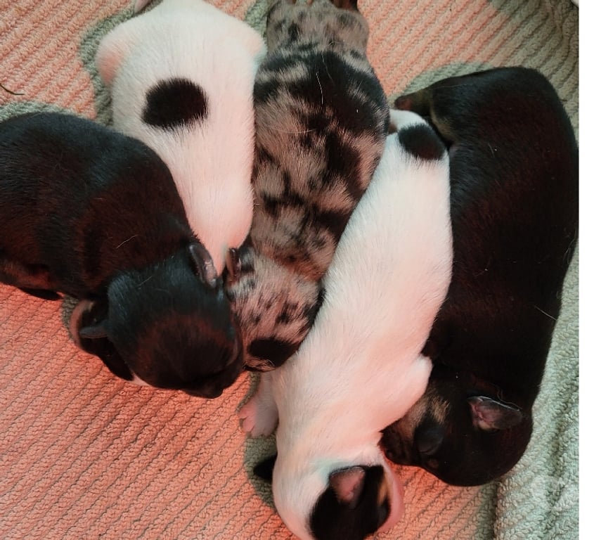 Vente Bouches-du-Rhône Cuges les Pins - 13780 - Photos Vivastreet chihuahuas poils longs