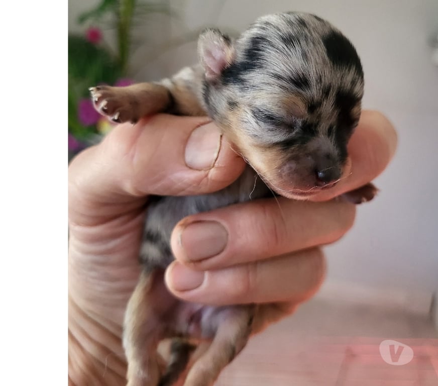 Vente Bouches-du-Rhône Cuges les Pins - 13780 - Photos Vivastreet chihuahuas poils longs