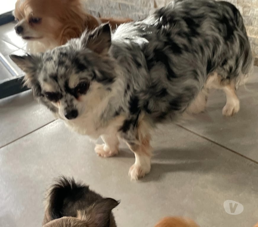 Vente Bouches-du-Rhône Cuges les Pins - 13780 - Photos Vivastreet chihuahuas poils longs