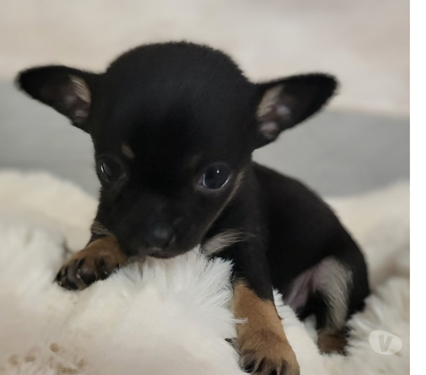 Vente Bouches-du-Rhône Cuges les Pins - 13780 - Photos Vivastreet chihuahuas poils longs