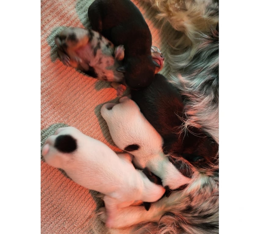 Vente Bouches-du-Rhône Cuges les Pins - 13780 - Photos Vivastreet chihuahuas poils longs