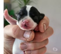 Photos Vivastreet chihuahuas poils longs