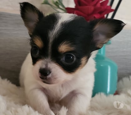 Vente animaux Cuges les Pins Bouches-du-Rhône - Photos Vivastreet chihuahuas poils longs