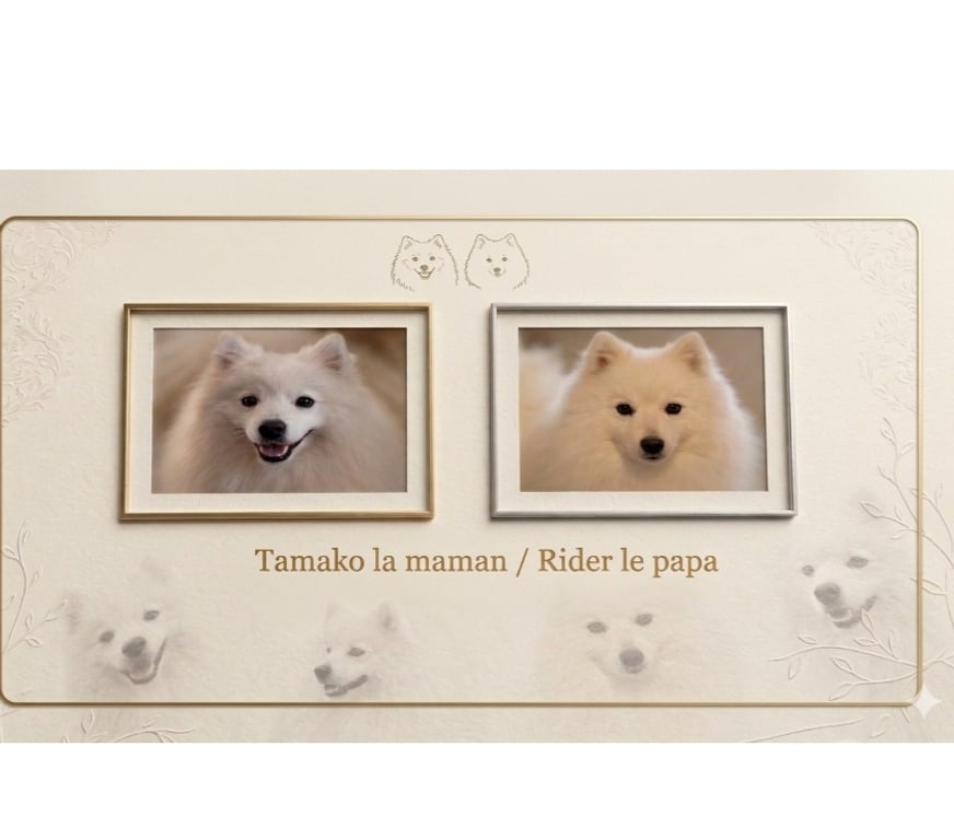 Vente Pas-de-Calais Lievin - 62800 - Photos Vivastreet Chiot Spitz Japonais LOF à réserver