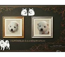 Chiot Spitz Japonais LOF à réserver