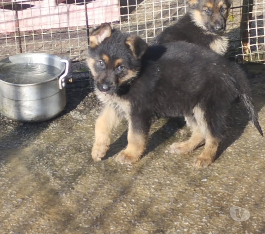 Vente Landes St Martin de Seignanx - 40390 - Photos Vivastreet chiot berger allemand disponible