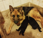 à réserver chiot berger allemand