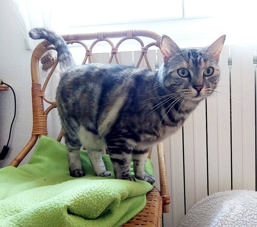 Don animaux Aude Carcassonne - Photos Vivastreet Lili jolie et jeune chatte gentille cherche famille