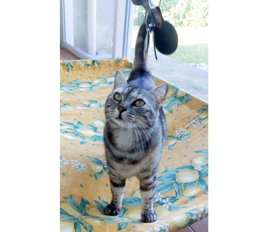 Don animaux Aude Carcassonne - Photos Vivastreet Lili jolie et jeune chatte gentille cherche famille