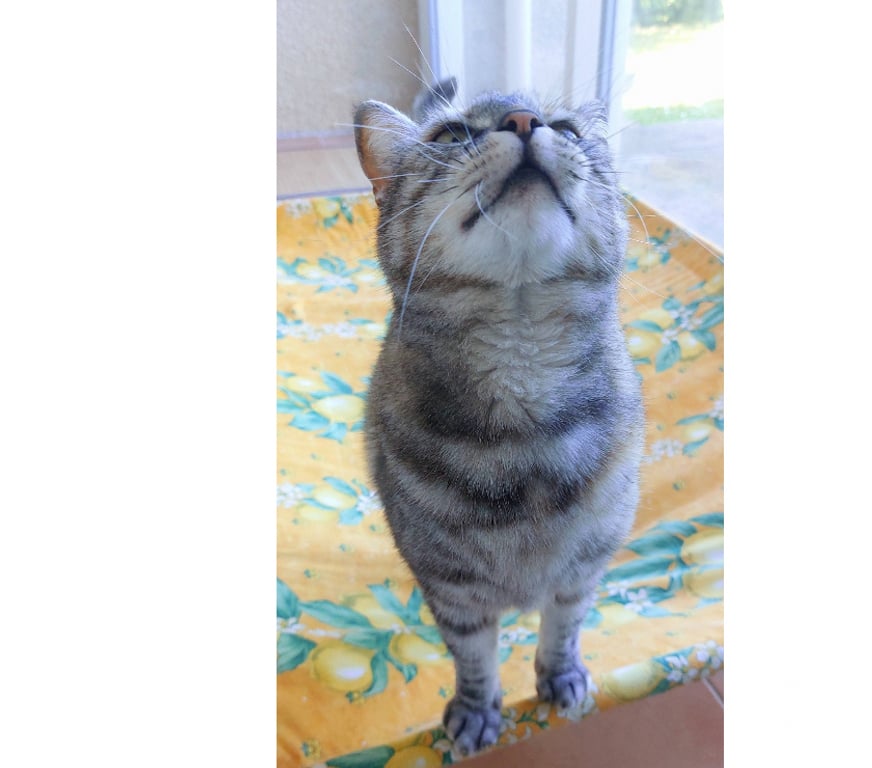 Don animaux Aude Carcassonne - Photos Vivastreet Lili jolie et jeune chatte gentille cherche famille