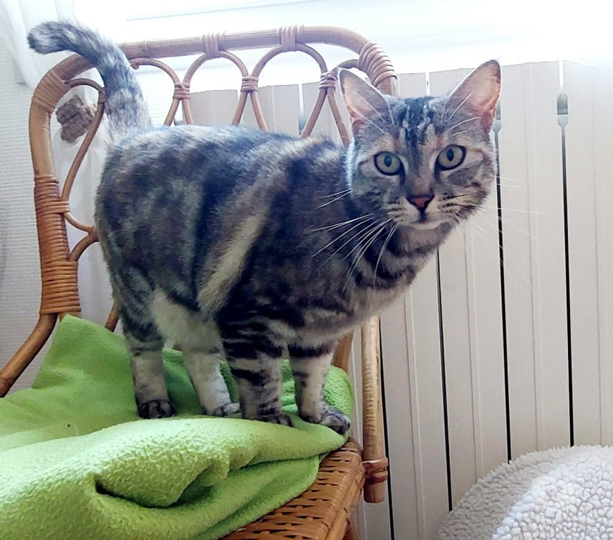 Don animaux Aude Carcassonne - Photos Vivastreet Lili jolie et jeune chatte gentille cherche famille