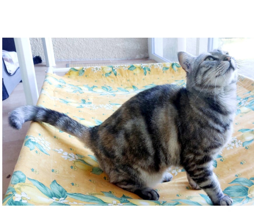 Don animaux Aude Carcassonne - Photos Vivastreet Lili jolie et jeune chatte gentille cherche famille