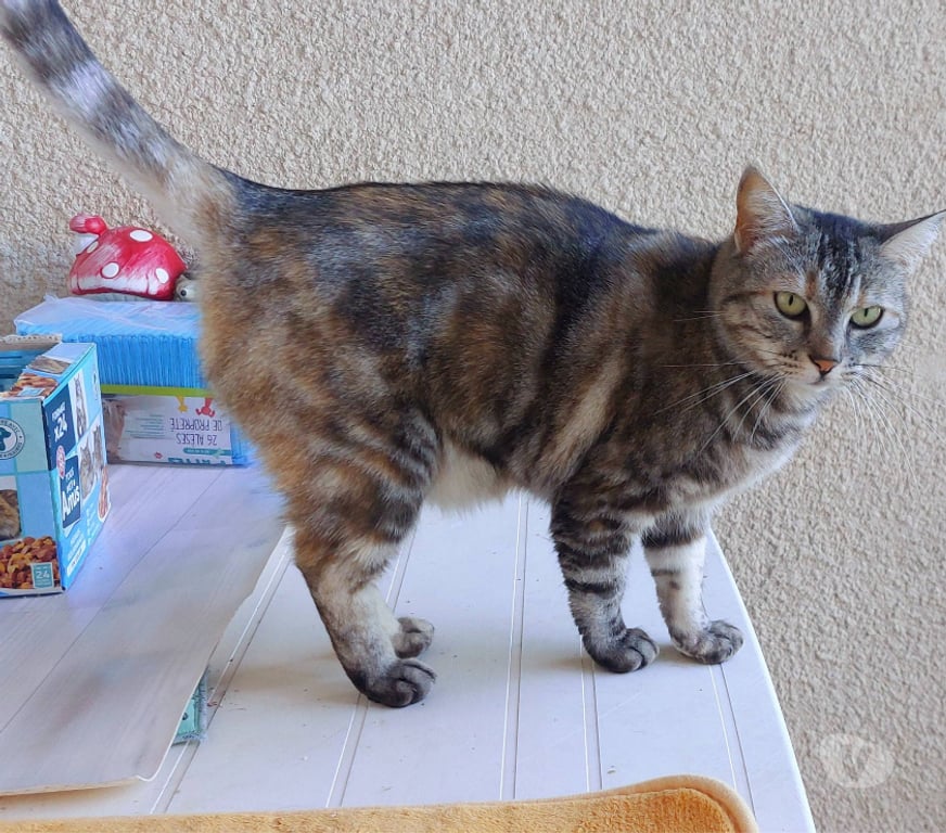 Don animaux Aude Carcassonne - Photos Vivastreet Lili jolie et jeune chatte gentille cherche famille