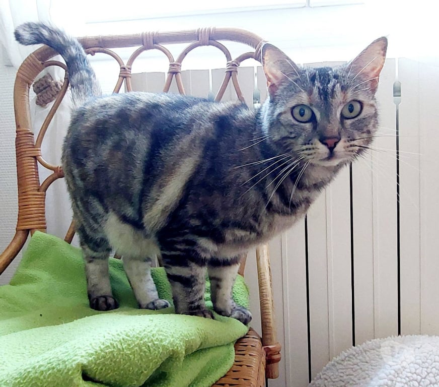 Don animaux Aude Carcassonne - Photos Vivastreet Lili jolie et jeune chatte gentille cherche famille