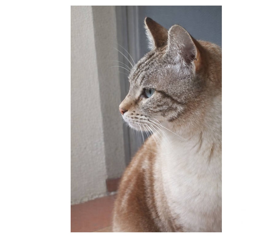 Don animaux Aude Carcassonne - Photos Vivastreet Babouch adorable chat siamoise de 2 ans cherche adoptants