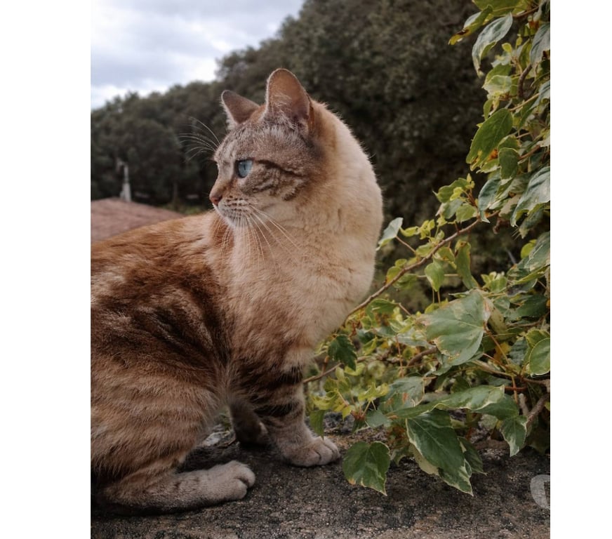 Don animaux Aude Carcassonne - Photos Vivastreet Babouch adorable chat siamoise de 2 ans cherche adoptants