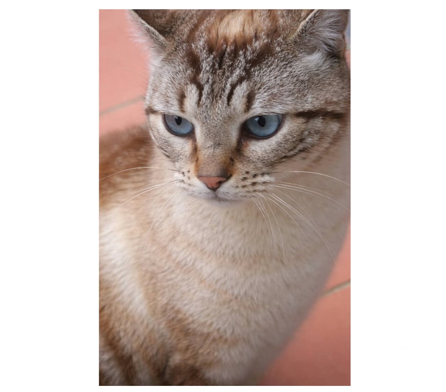 Don animaux Aude Carcassonne - Photos Vivastreet Babouch adorable chat siamoise de 2 ans cherche adoptants