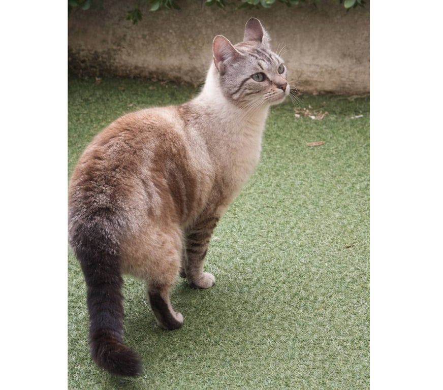 Don animaux Aude Carcassonne - Photos Vivastreet Babouch adorable chat siamoise de 2 ans cherche adoptants