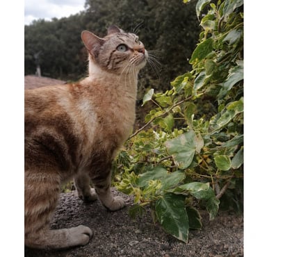 Adoption animaux Carcassonne Carcassonne - Photos Vivastreet Babouch adorable chat siamoise de 2 ans cherche adoptants